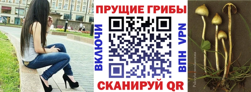 где можно купить   Светлогорск  ссылка на мегу зеркало  Галлюциногенные грибы MAGIC MUSHROOMS 